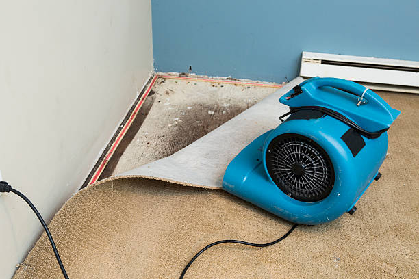 Best Professional water damage repair  in Temple City, CA